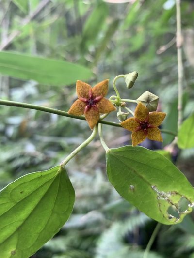 Heterostemma brownii, photographed by chiachiwu