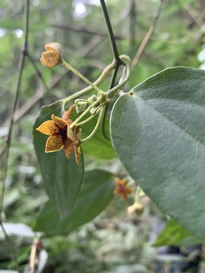 Heterostemma brownii, photographed by chiachiwu