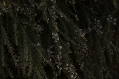 Taxandria juniperina, photographed by Em Lamond