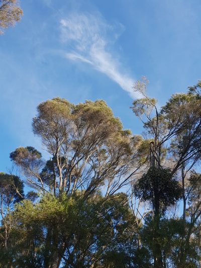 Taxandria juniperina, photographed by Em Lamond