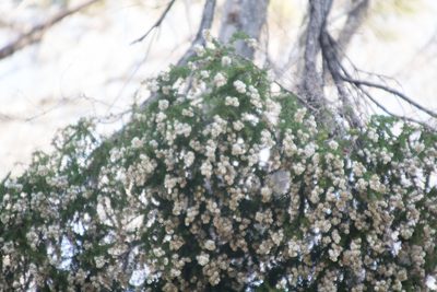 Taxandria juniperina, photographed by Em Lamond