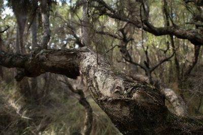 Melaleuca rhaphiophylla, photographed by Em Lamond