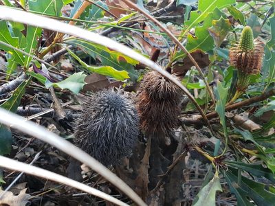 Banksia quercifolia, photographed by Em Lamond