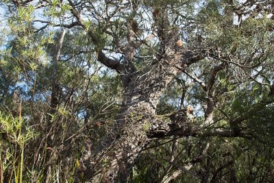 Banksia littoralis, photographed by Em Lamond