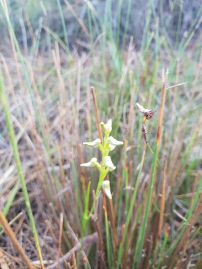 Prasophyllum parvifolium, photographed by Em Lamond