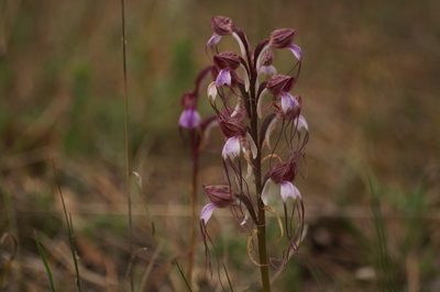 Himantoglossum comperianum, photographed by Sergey Cherkasov