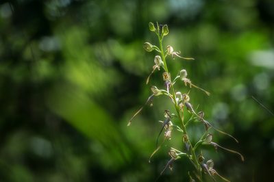 Himantoglossum caprinum, photographed by Sergey Cherkasov