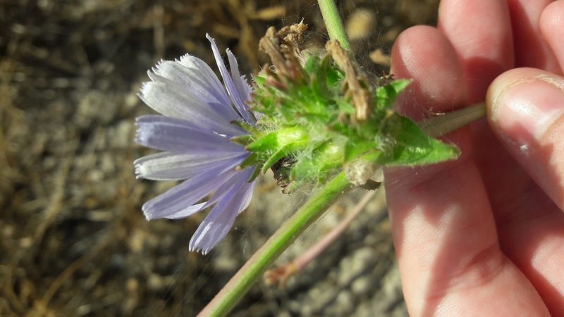 Cichorium endivia, photographed by Astra