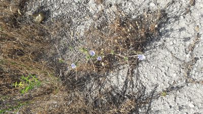 Cichorium endivia, photographed by Astra