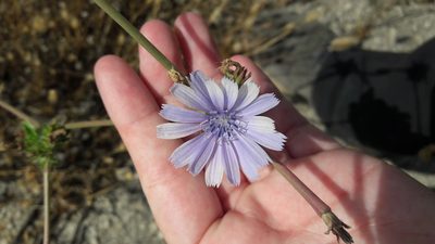 Cichorium endivia, photographed by Astra