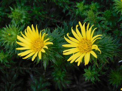 Cullumia carlinoides, photographed by Rebecca Ryen-Stols