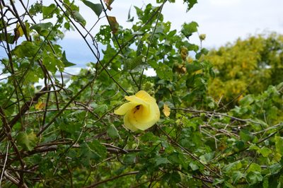 Hibiscus ludwigii, photographed by Donald Davesne
