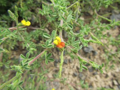 Melolobium obcordatum, photographed by douglaseustonbrown