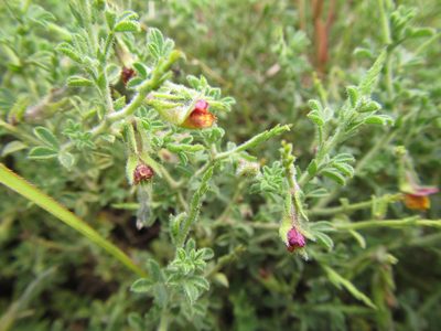 Melolobium obcordatum, photographed by douglaseustonbrown