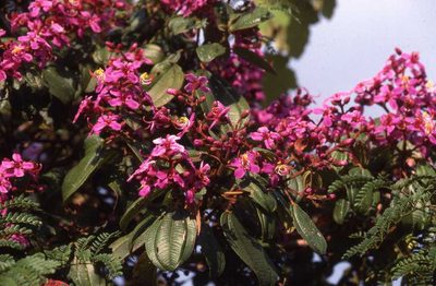 Dichaetanthera cordifolia, photographed by Simon Tonge