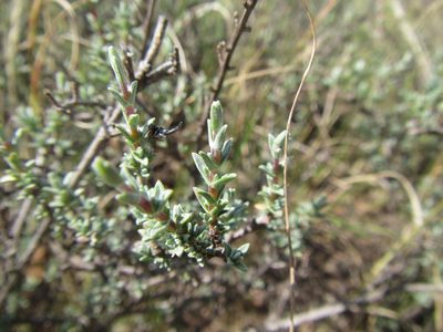 Pteronia glauca, photographed by douglaseustonbrown