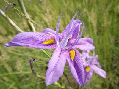 Moraea polystachya, photographed by douglaseustonbrown