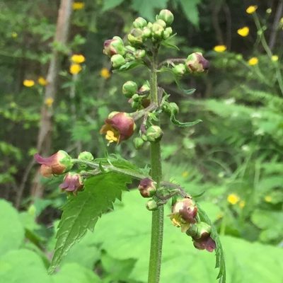Scrophularia scopolii, photographed by Stephanie G. Williams