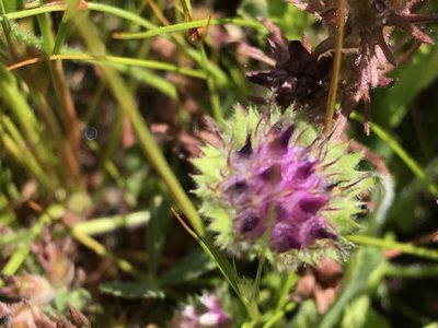 Trifolium barbigerum, photographed by rappman