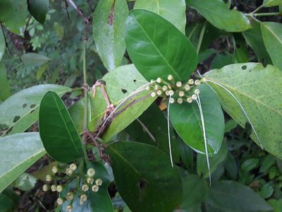 Posoqueria latifolia, photographed by keesgroenendijk