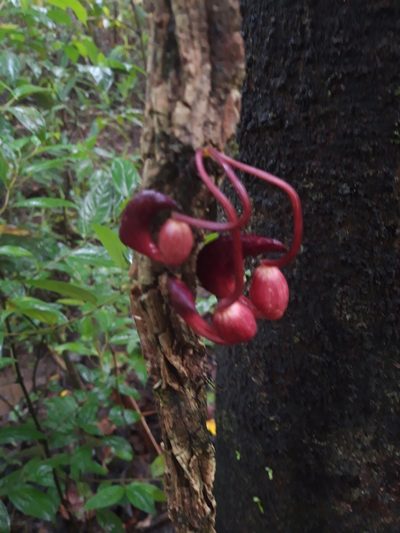 Aristolochia leuconeura, photographed by keesgroenendijk