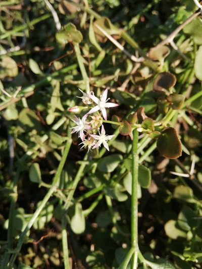 Crassula spathulata, photographed by Christiaan Viljoen
