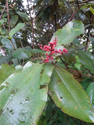 Miconia impetiolaris, photographed by keesgroenendijk