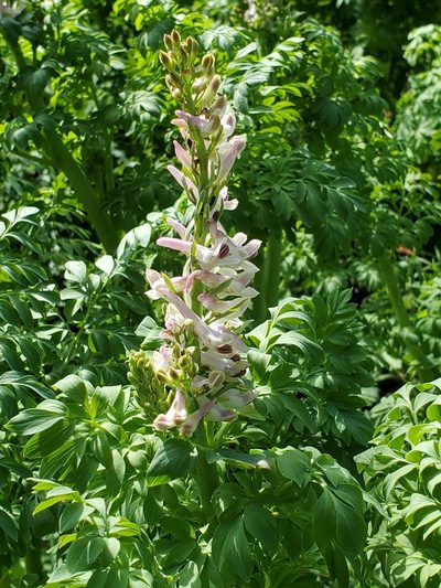 Corydalis caseana, photographed by Craig Martin