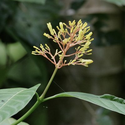 Palicourea guianensis, photographed by Aitor