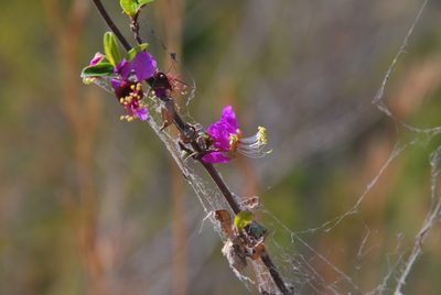 Koehneria madagascariensis, photographed by William Stephens