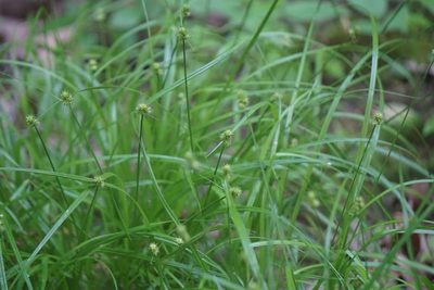 Carex cephalophora, photographed by Mike B