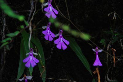 Cynorkis lowiana, photographed by William Stephens