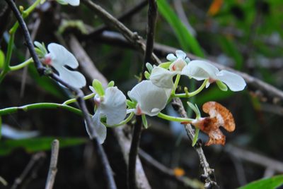 Oeonia rosea, photographed by William Stephens