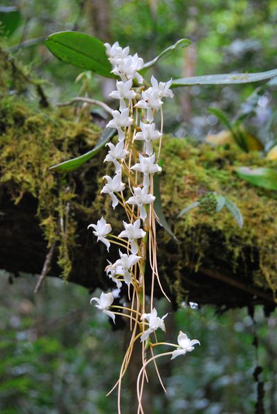 Aerangis cryptodon, photographed by William Stephens