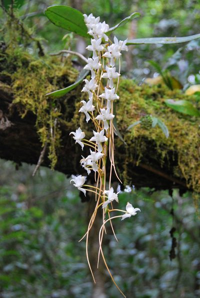 Aerangis cryptodon, photographed by William Stephens