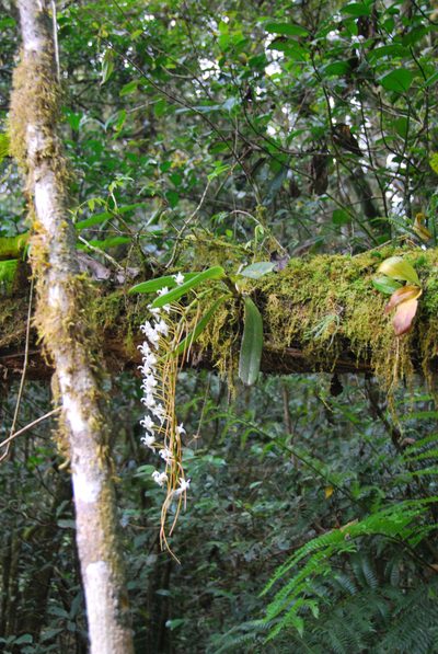 Aerangis cryptodon, photographed by William Stephens