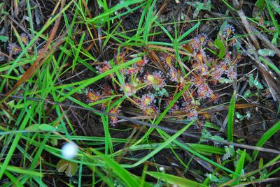 Drosera madagascariensis, photographed by William Stephens