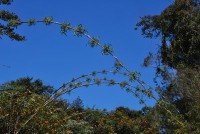 Cathariostachys madagascariensis, photographed by William Stephens