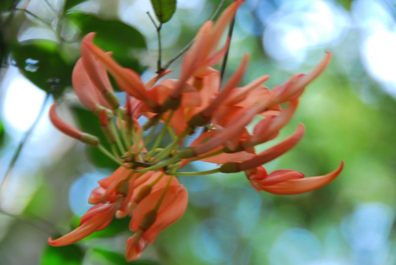 Strongylodon madagascariensis, photographed by William Stephens