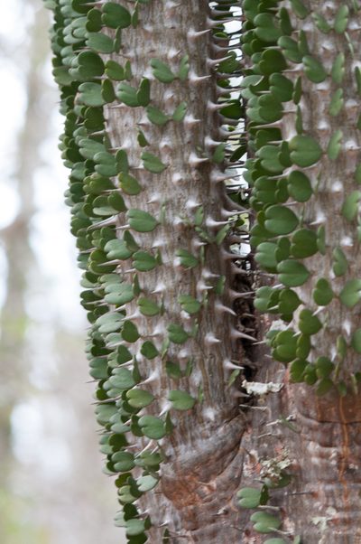 Alluaudia ascendens, photographed by William Stephens