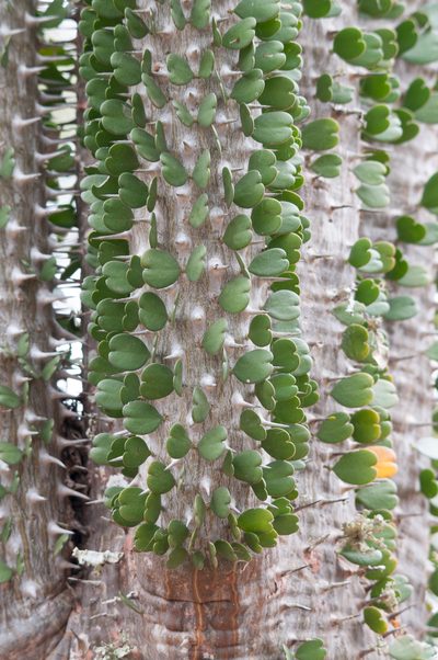 Alluaudia ascendens, photographed by William Stephens