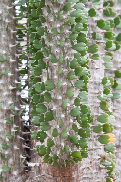 Alluaudia ascendens, photographed by William Stephens