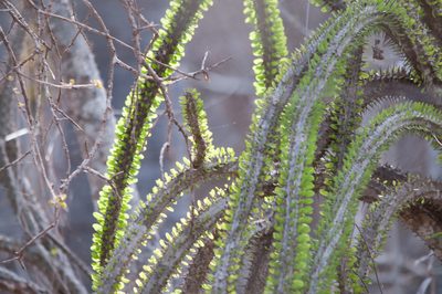 Alluaudia procera, photographed by William Stephens