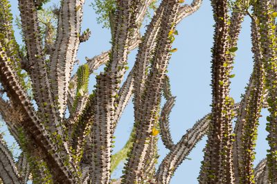 Alluaudia procera