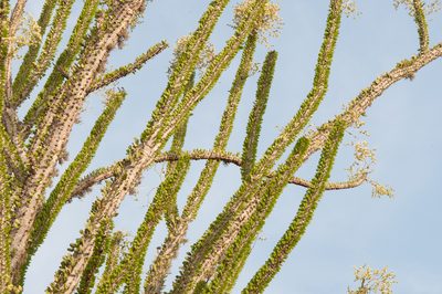 Alluaudia procera, photographed by William Stephens