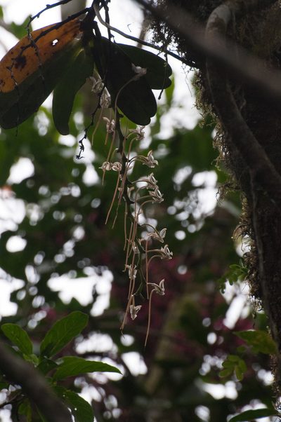 Aerangis cryptodon, photographed by William Stephens