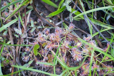 Drosera madagascariensis, photographed by William Stephens