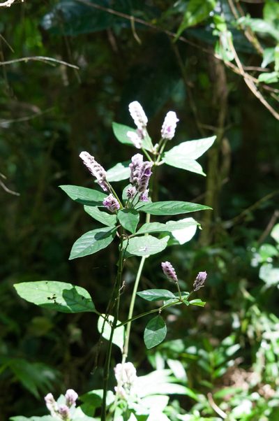 Justicia rhodoptera, photographed by William Stephens