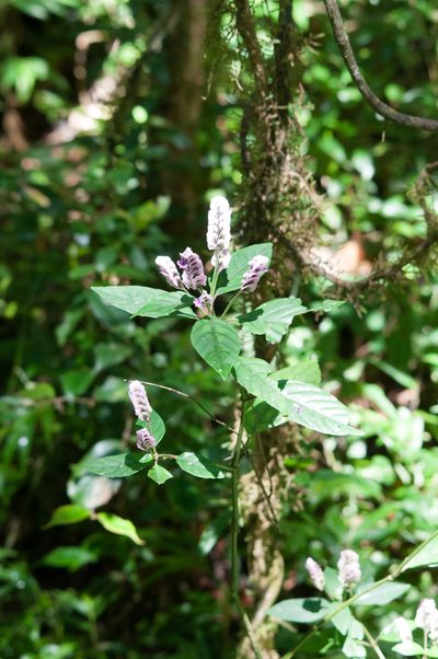 Justicia rhodoptera, photographed by William Stephens