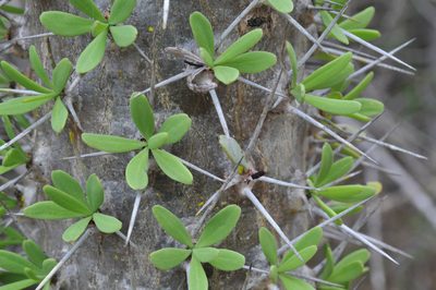 Didierea trollii, photographed by William Stephens